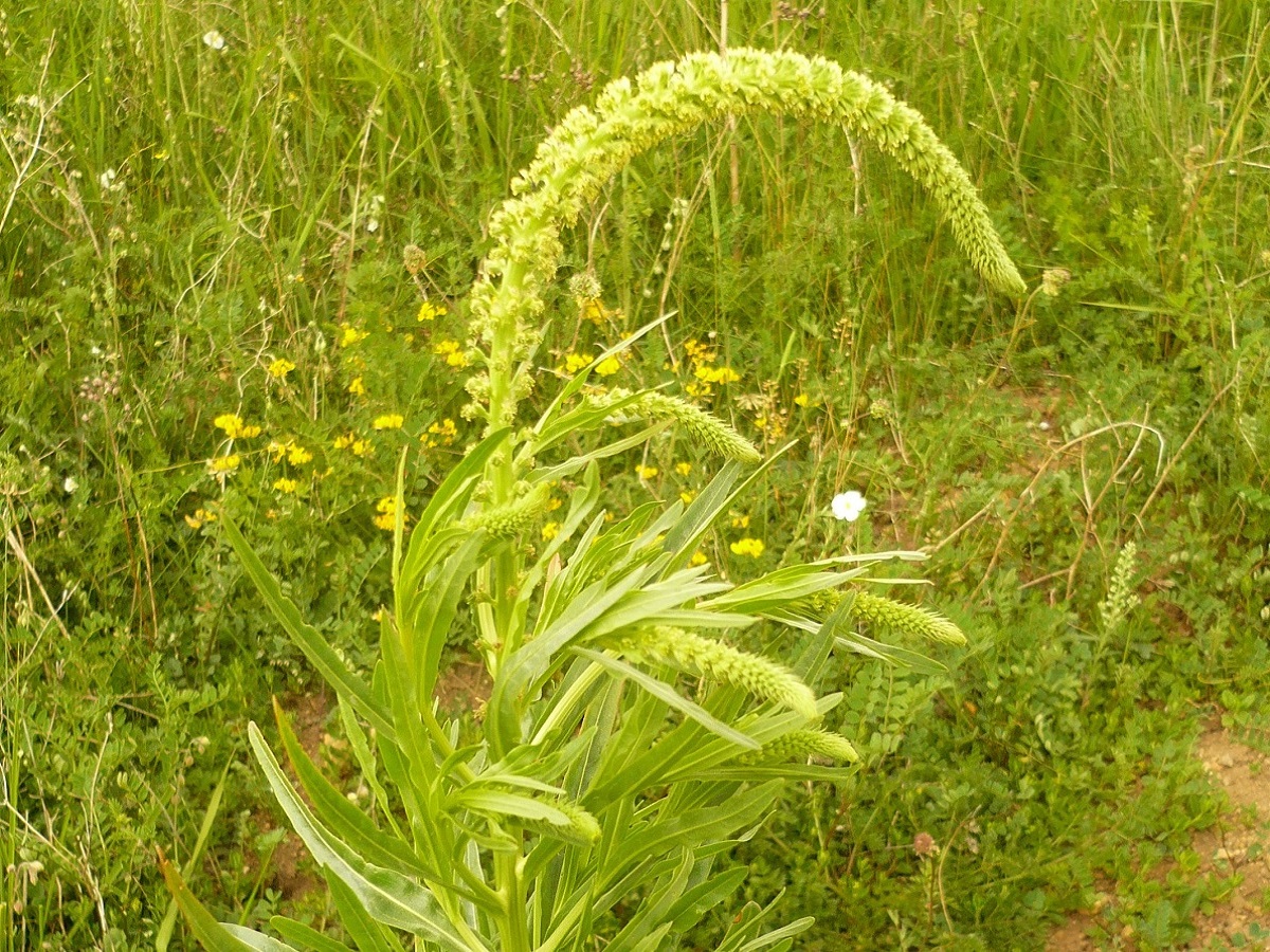 Reseda luteola (Resedaceae)